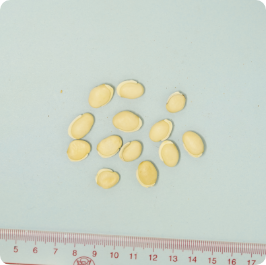 白扁豆