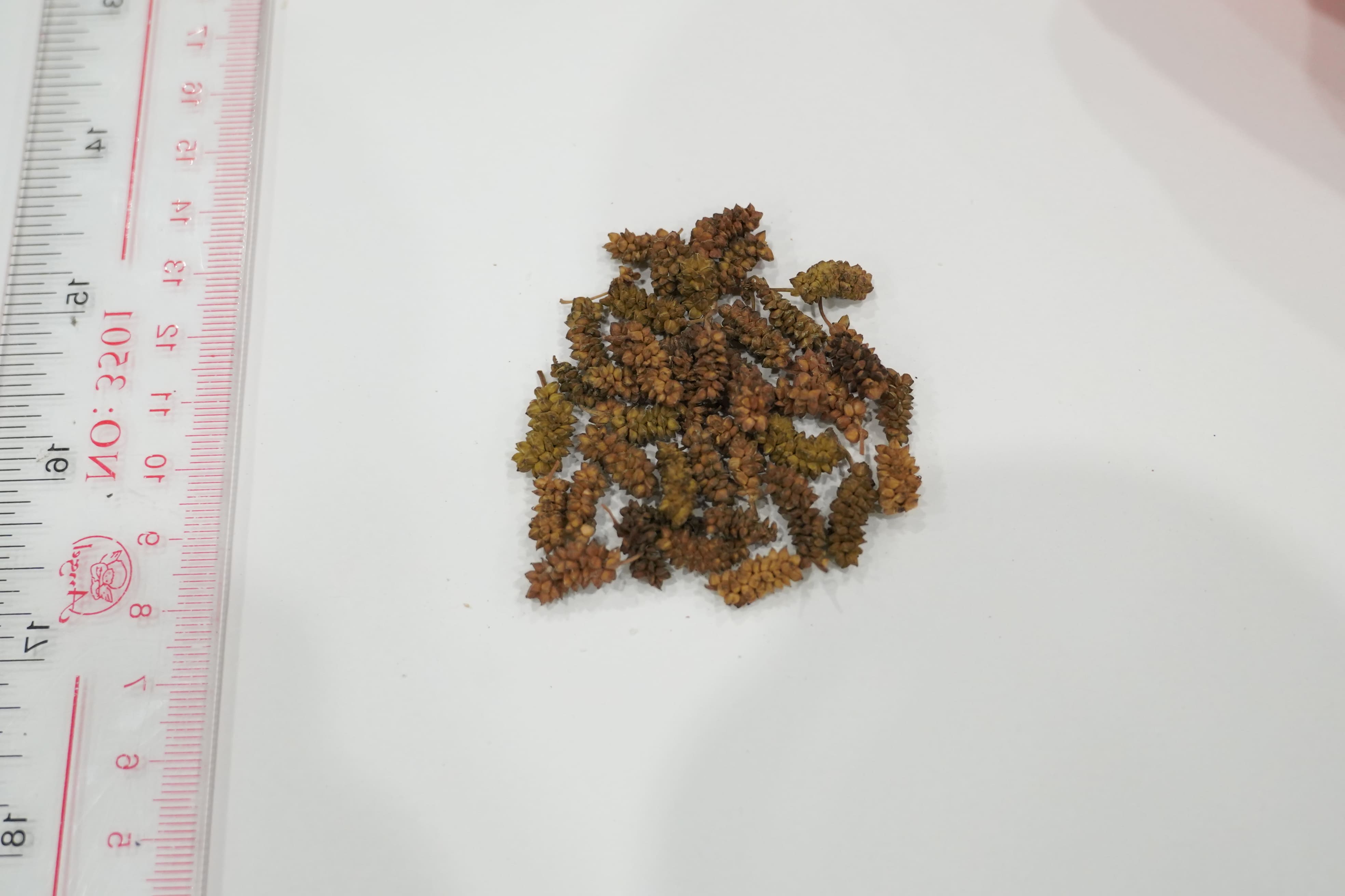 桑椹