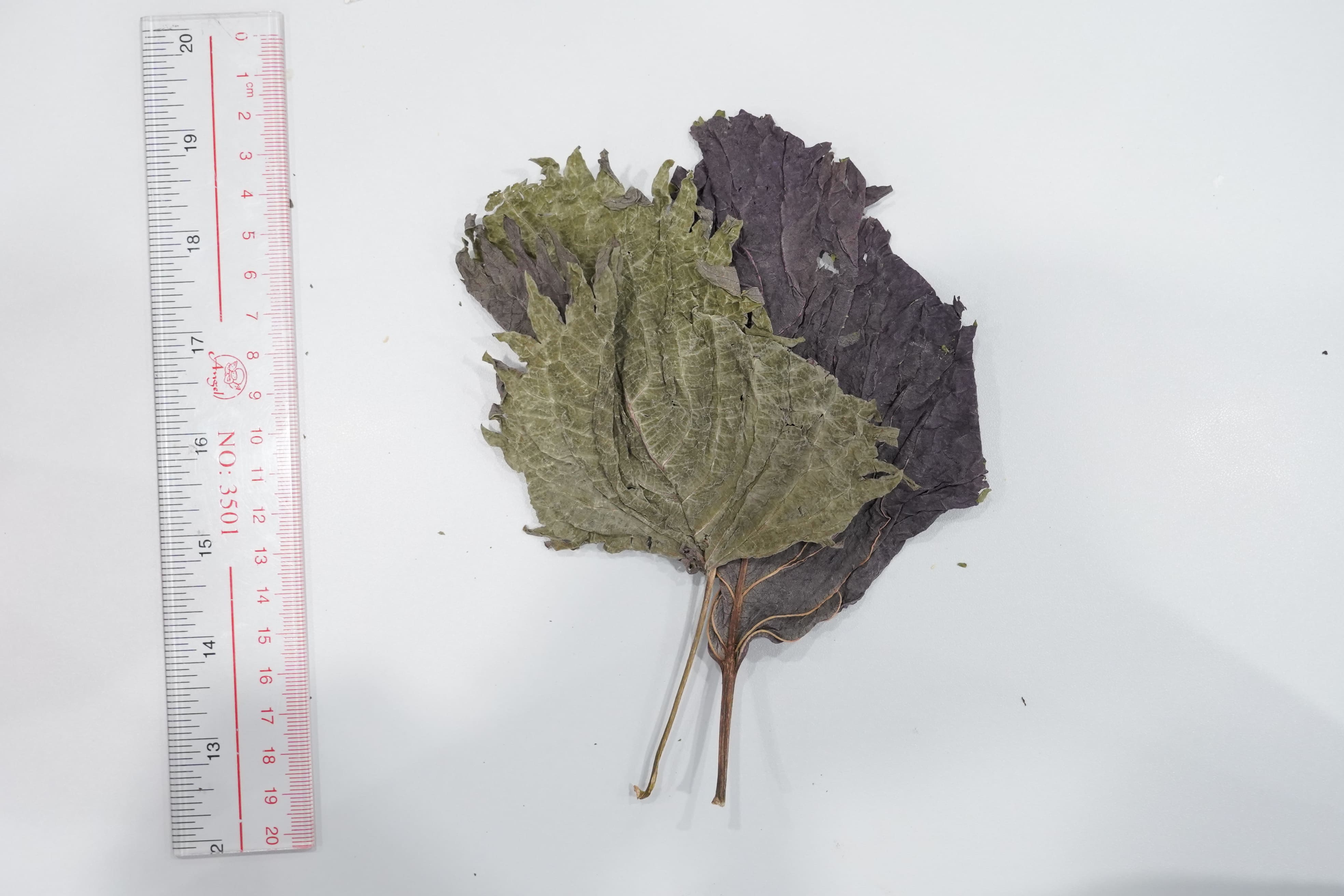 紫蘇葉